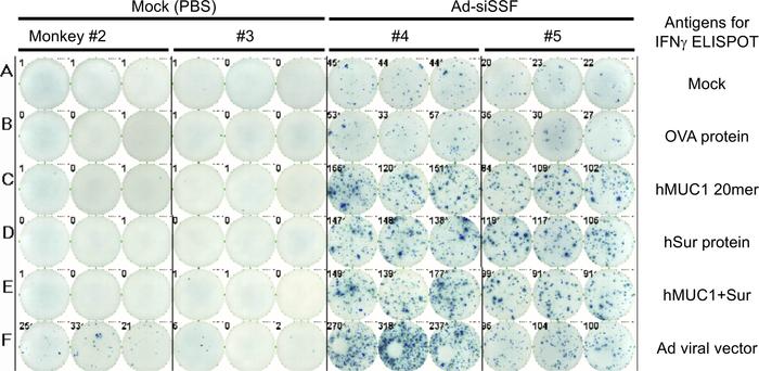 ELISpot assay of immune responses induced by a single injection of Ad-si...