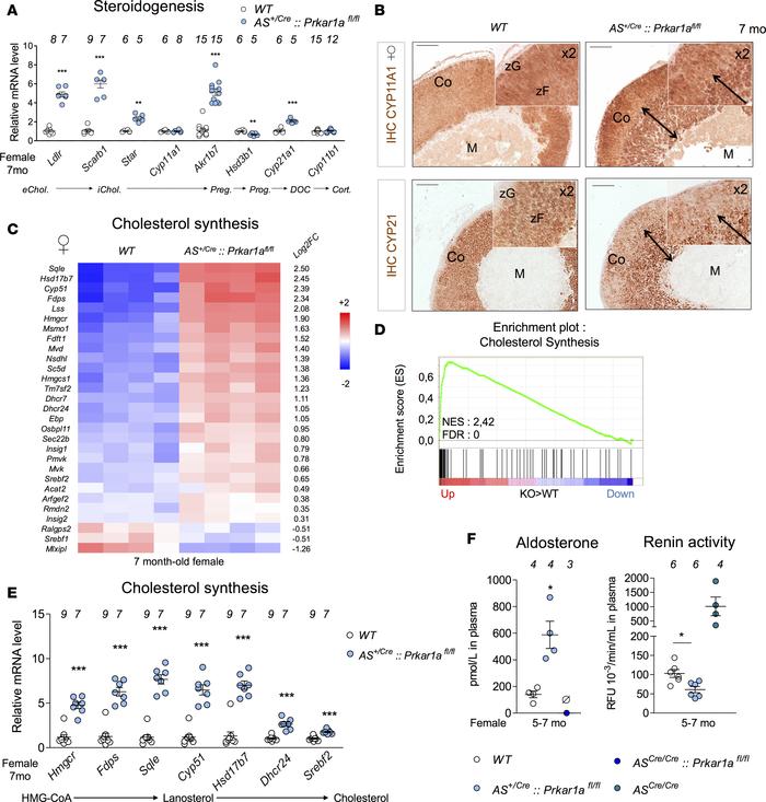 Endocrine overactivity is associated with upregulation of steroidogenesi...