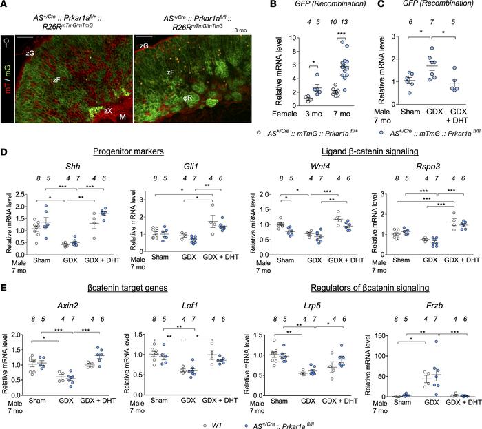 Constitutive activation of PKA signaling accelerates cortex renewal and ...