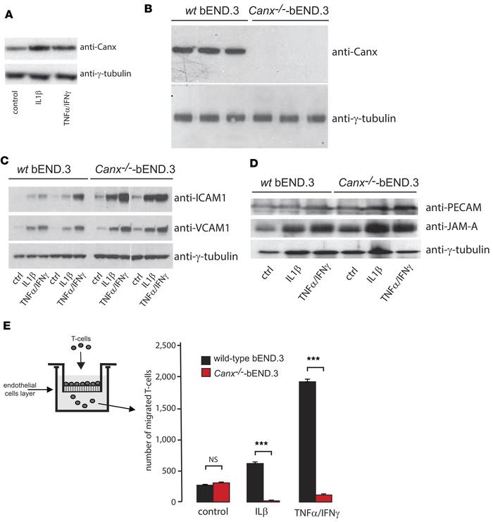 Blood-brain barrier endothelial cell analysis.
(A) Calnexin protein expr...