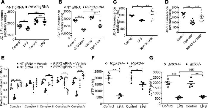
Ripk3 deficiency reduces mitochondrial dysfunction in vitro.
(A and B) ...