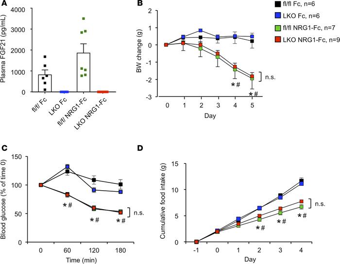 Metabolic effects of NRG1-Fc in liver-specific FGF21-knockout mice.
(A) ...