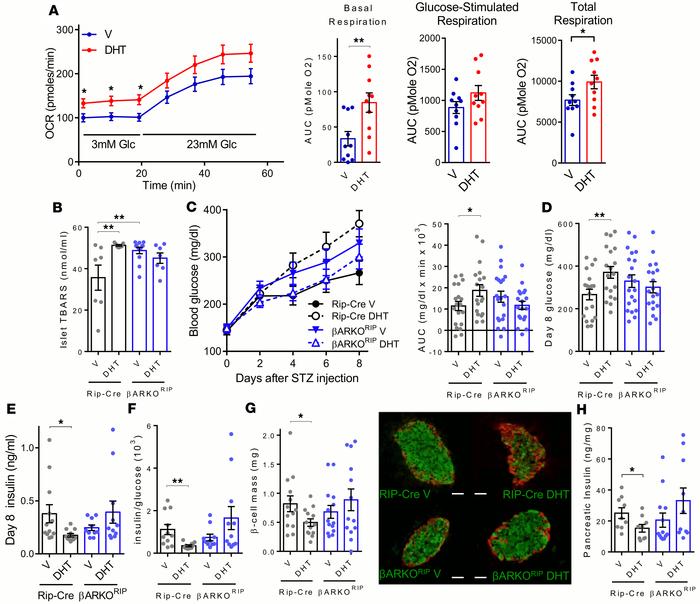 Chronic AR activation in β cells predisposes to oxidative stress.
(A) Ox...