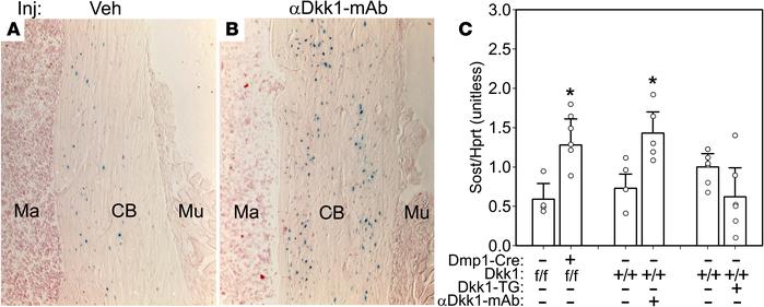 Genetically disabling or pharmacologically inhibiting Dkk1 increases Sos...