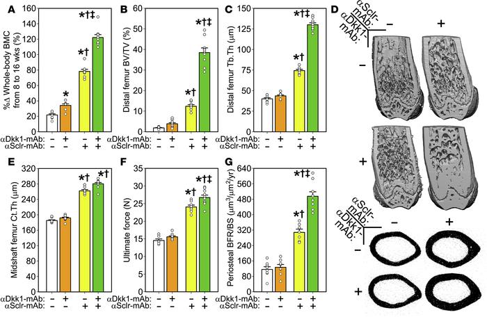 Dkk1-neutralizing antibody has potent osteoanabolic effects in WT mice w...