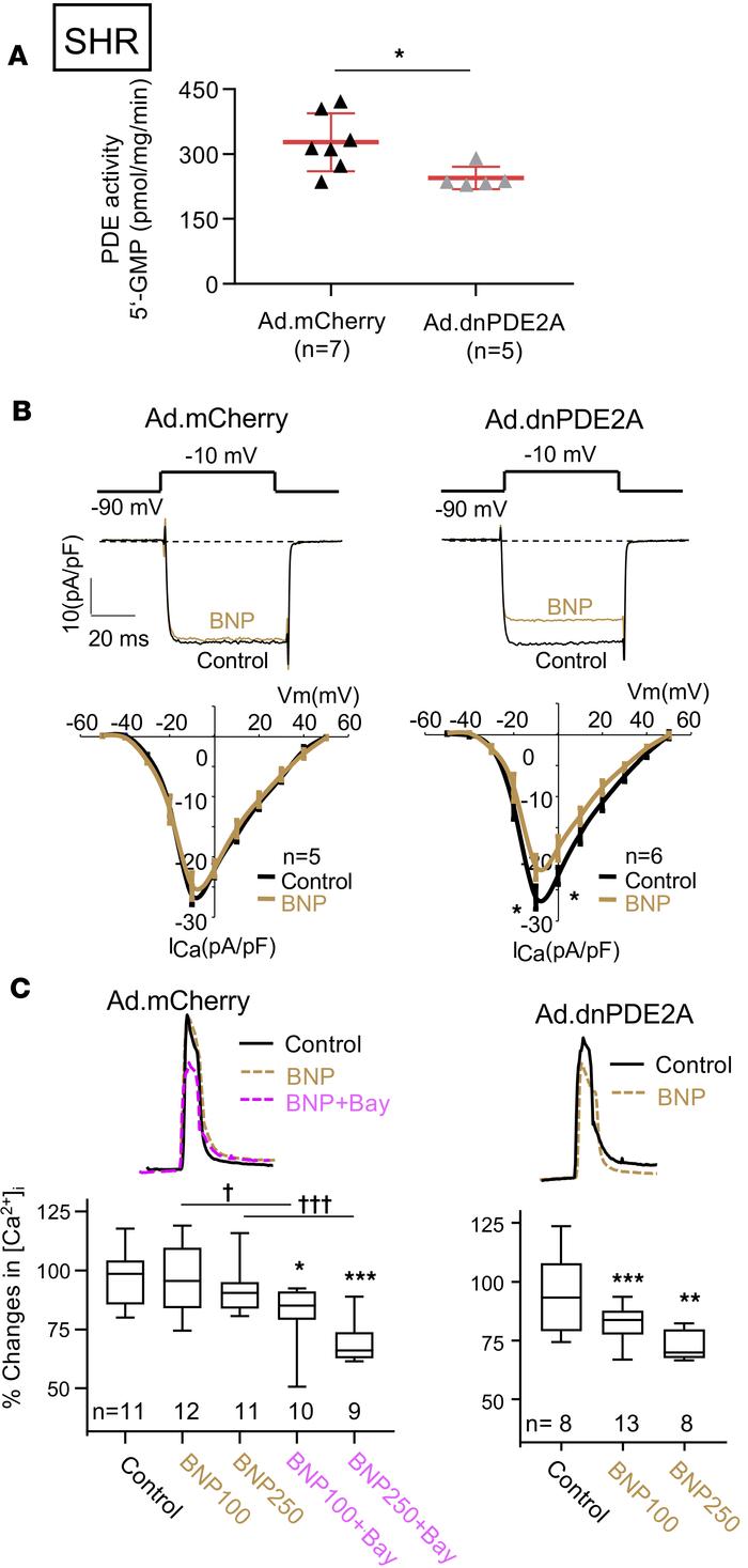 Overexpression of dnPDE2A in stellate neurons from hypertensive rats res...