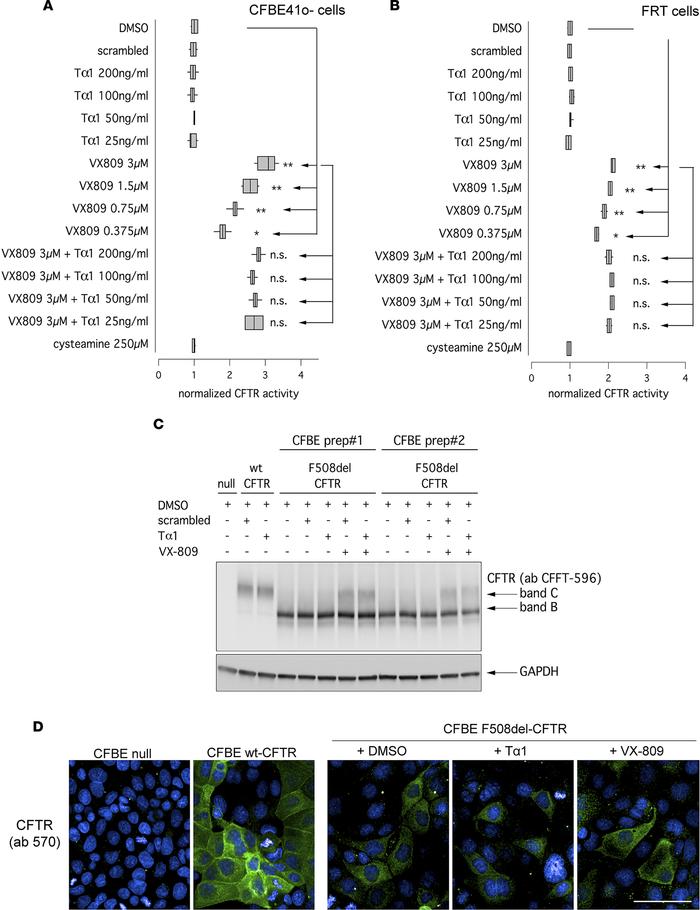 Evaluation of thymosin α-1 (Tα-1) effect on F508del-CFTR activity and ex...