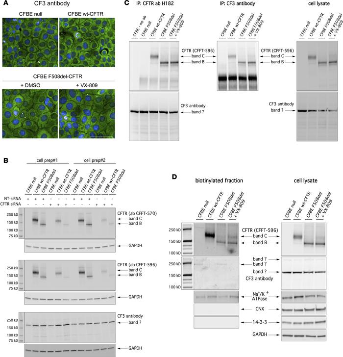 Validation of CF3 antibody.
(A) Confocal microscopy images showing immun...