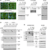 Validation of CF3 antibody.