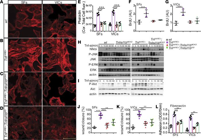 Tnfr2 regulates proinflammatory and proliferative gene expression in mes...