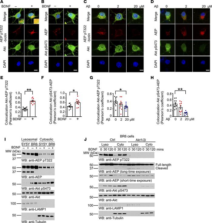 BDNF triggers Akt-phosphorylated AEP lysosomal translocation.
(A and B) ...