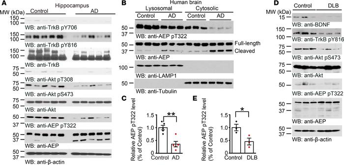 BDNF reduction in neurodegenerative diseases elicits AEP cytosolic resid...