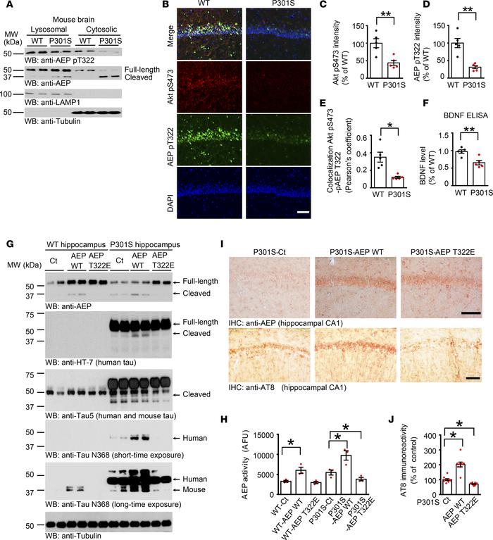 Akt phosphorylation mimetic T322E mutant inhibits tau pathologies in Tau...