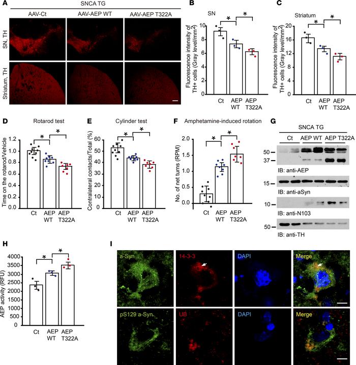 Unphosphorylated AEP T322A mutant facilitates α-synuclein pathologies an...