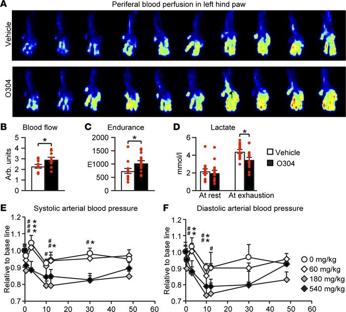 O304 improves microvascular blood flow and endurance in mice.
(A and B) ...