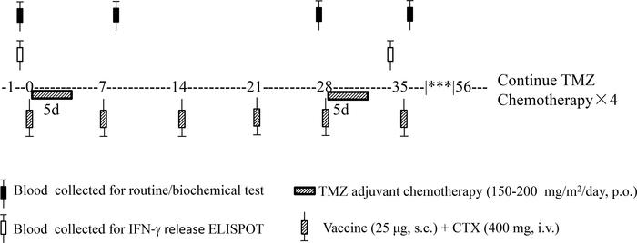 Scheme of HSPPC-96 vaccination for treating newly diagnosed GBM.
IFN-γ r...