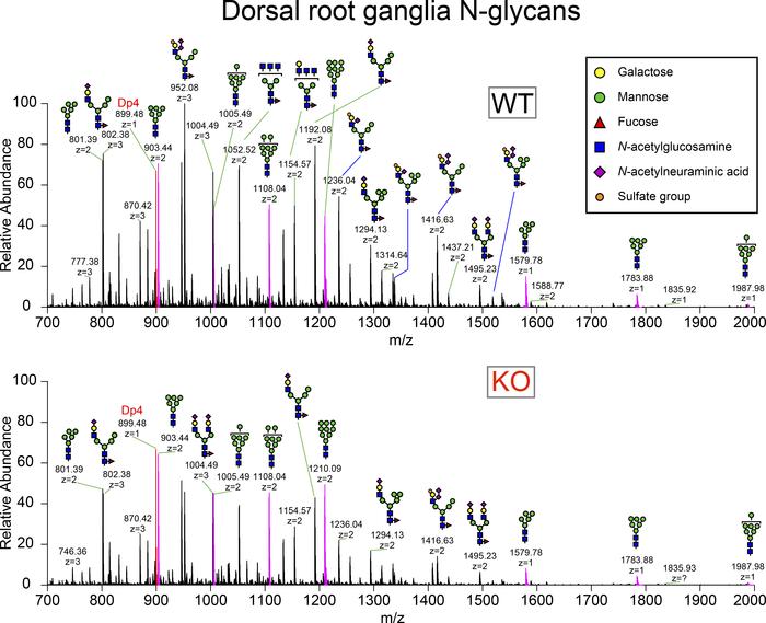 Complex and hybrid N-glycans are decreased in Fabry rat dorsal root gang...