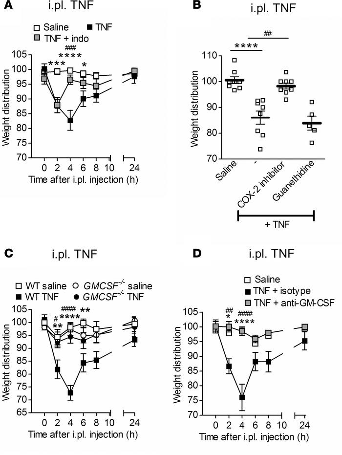 GM-CSF is required for TNF-driven inflammatory pain.
(A–D) Intraplantar ...