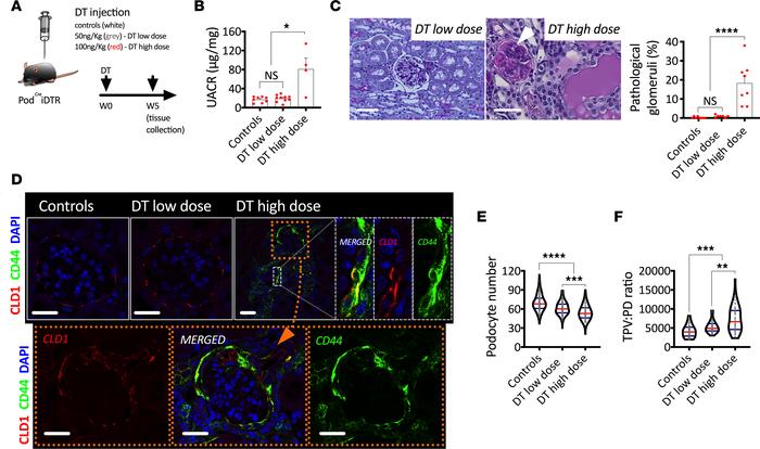 mTOR-mediated podocyte hypertrophy in a mouse model of FSGS.
(A) Schemat...
