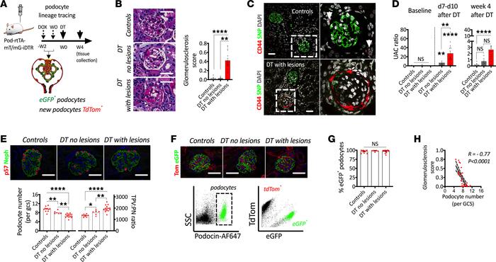Glomerular functional recovery is not associated with podocyte regenerat...