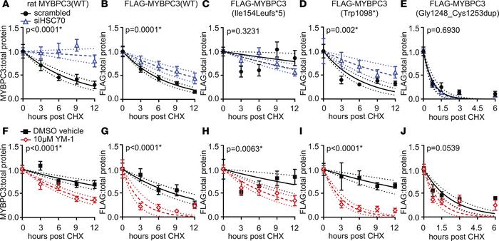 Degradation rates of WT and mutant MYBPC3 are affected by HSC70 knockdow...