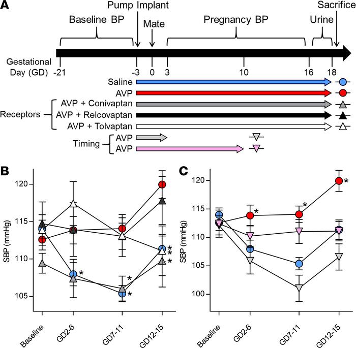 Experimental design, and blood pressure effects of arginine vasopressin ...