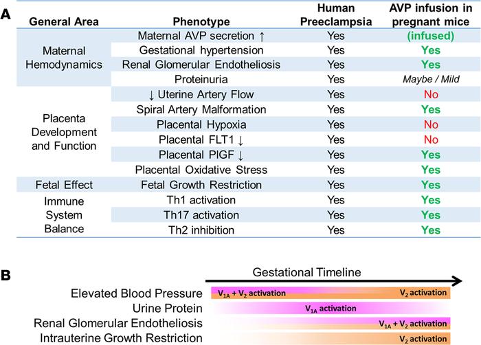 Summary and working model.
(A) Table summarizing major phenotypes of hum...