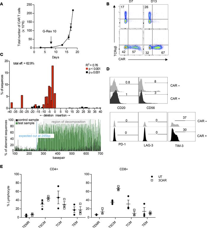 3CAR T cell expansion and self-enrichment.
(A) Primary T cells were acti...