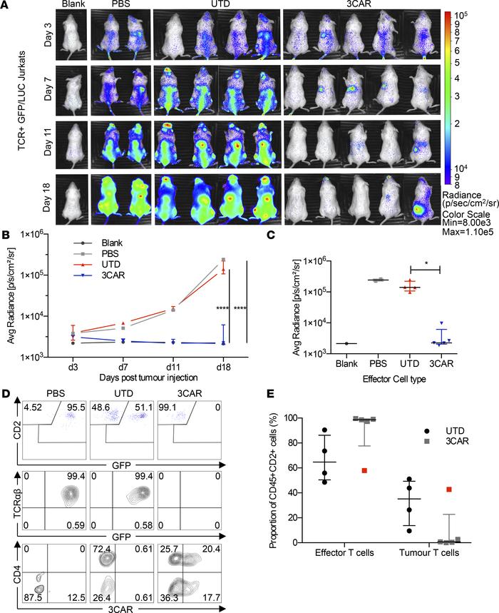 Antileukemic responses by 3CAR effector T cells against CD3+TCR+ GFP/luc...