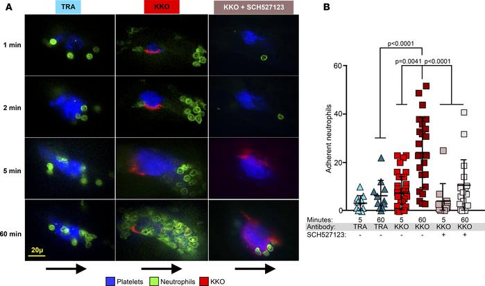 Chemokine dependency of neutrophil accumulation into venous thrombi in H...