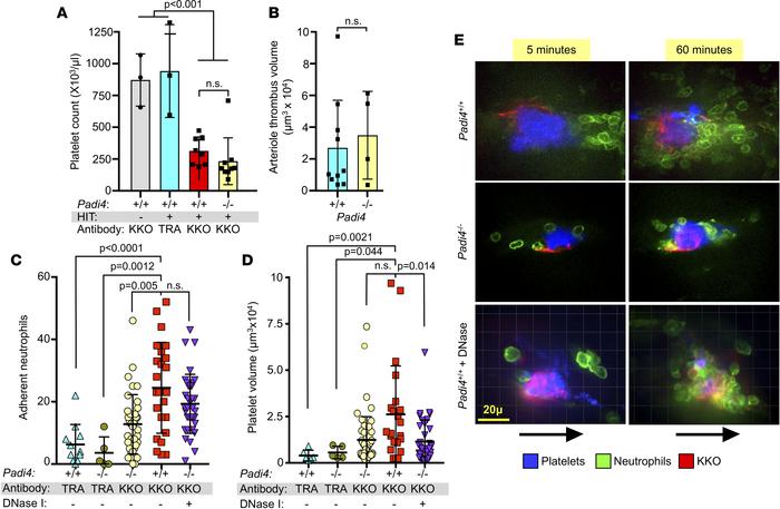 NETosis studies in the passive immunization Padi4–/– HIT mouse model.
(A...