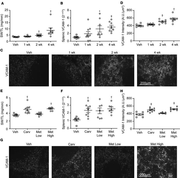 Beta blocker infusion alters baseline splenic parameters.
(A and E) Sple...