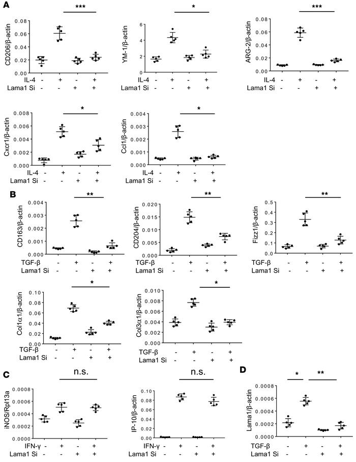 Lama1 plays a critical role in alternative and fibrotic/reparative macro...