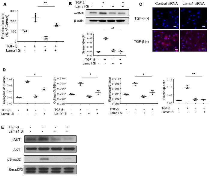 Lama1 plays a critical role in TGF-β–stimulated fibroblast proliferation...