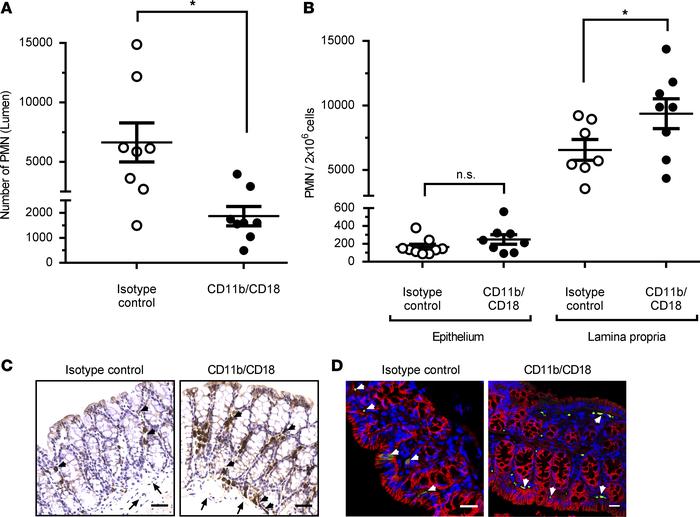 PMN TEpM in pcLoop model in response to LTB4 is dependent on leukocyte i...