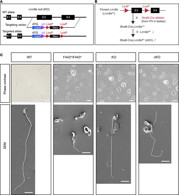 Constitutive and germline-specific null mutations of Lrrc8a cause deform...