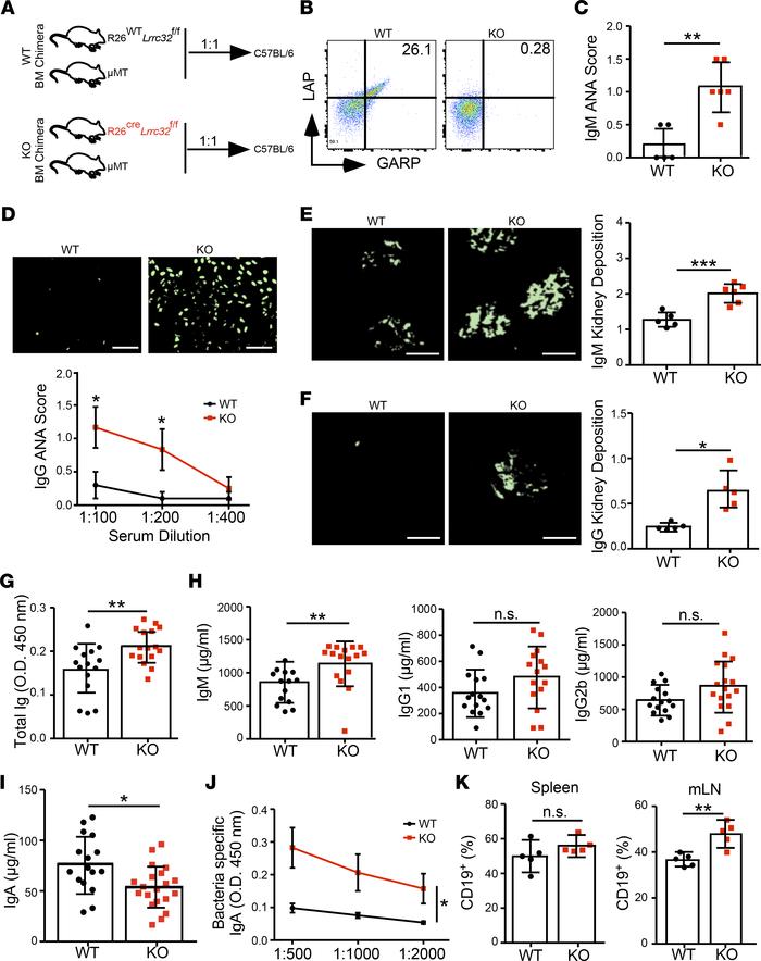 Mice with GARP-deficient B cells develop spontaneous lupus-like disease....