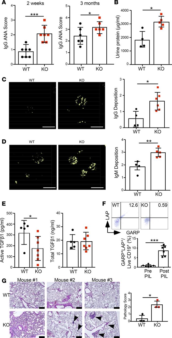 B cell–specific Lrrc32-KO mice have increased susceptibility to chemical...